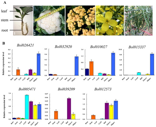 Figure 4. Expression patterns of PEBP genes in cauliflower tissues of root, stem, leaf, curd, bud, flower, and silique (a) by qRT-PCR (b). A1, The tissues of root, stem and leaf from 25-day-old plant; A2, The curd 80 days after transplanting; A3, The bud 100 days after transplanting; A4, The fully opened flowers during the flowering period; A5, The siliques 25 days after pollination. The standard deviations of three biological replicates are represented by the error bars.