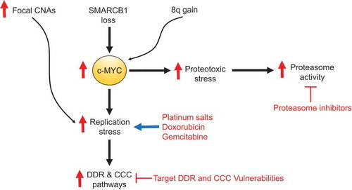 Figure 1. MYC-induced stress responses are renal medullary carcinoma (RMC) hallmarks. The loss of SMARCB1 and gain of 8q promote proteotoxic and replication stress responses mediated by c-MYC. The abundance of copy number alterations (CNAs) can be both a source and a consequence of replication stress which can be therapeutically targeted by agents that further induce replication stress including platinum salts, nucleoside analogs (such as gemcitabine) and topoisomerase inhibitors (such as doxorubicin). Replication stress may also be aggravated by the inhibition of DNA damage repair (DDR) pathways using drugs such as Poly (ADP-ribose) polymerase (PARP) inhibitors or the inhibition of cell cycle checkpoint (CCC) pathways using drugs such as the WEE1 inhibitor adavosertib. MYC-induced proteotoxic stress additionally confers a vulnerability to proteasome inhibitors such as ixazomib.