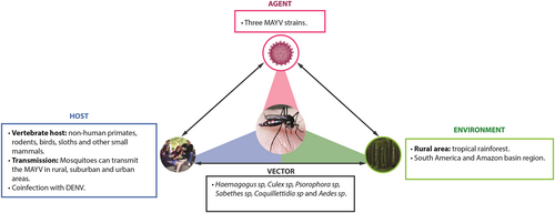Fig. 5 Public efforts on MAYV infection should focus not only on the vector, but on the host and its environmental surrounding.The Mayaro virus epidemiologic triad