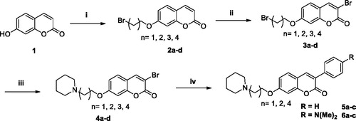 Scheme 2. Reagents and conditions: (i) Br(CH2)nBr (n = 2–5), K2CO3, acetone, 60° C, 2-8h, 68–78%; (ii) Br2, AcOH, NaOAc, r.t., 2h, 79–84%; (iii) piperidine, acetonitrile, 60° C, 2-5h, 95–99%; (iv) Ph-B(OH)2 or 4-(Me)2N-Ph-B(OH)2, Na2CO3, Pd(PPh3)4, H2O, EtOH, PhMe, 80° C, 3h, 70–75%.