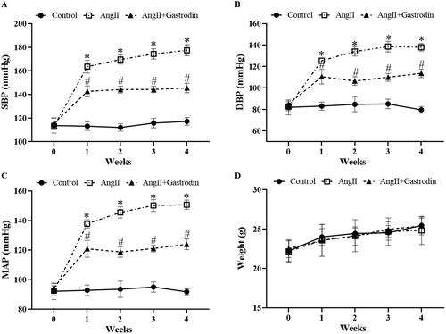 Figure 1. The effects of gastrodin on blood pressure and body weight in angiotensin II (Ang II)-infused mice. A tail-cuff plethysmograph method was used to measure blood pressure in mice once a week for 4 weeks, including (A) systolic blood pressure (SBP), (B) diastolic blood pressure (DBP) and (C) mean arterial pressure (MAP). (D) Body weights of mice in each group. All values are presented as mean ± standard deviation (SD). *p < 0.05 Ang II vs. control group; #p < 0.05 Ang II + gastrodin vs. Ang II group.