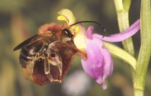 Figure 4. Field trip Eucera punctulata on Ophrys samiotissa, Samos, Iraeon. © Hannes F. Paulus, University of Vienna. Reproduced by permission of Hannes F. Paulus. Permission to reuse must be obtained from the rightsholder.
