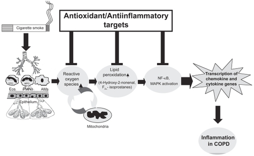 Figure 1 Mechanism of reactive oxygen species (ROS)-mediated lung inflammation. Inflammatory response is mediated by oxidants inhaled and/or released by the activated neutrophils, alveolar macrophages, eosinophils, and epithelial cells, leading to production of ROS and membrane lipid peroxidation. Activation of transcription of the proinflammatory cytokine and chemokine genes, up-regulation of adhesion molecules, and increased release of proinflammatory mediators are involved in the inflammatory responses in patients with COPD.