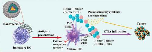 Figure 2. Effect of the nanovaccines on DCs. DCs become maturation after they uptake antigens, meanwhile, the co-stimulatory molecules(cd40, CD80 and CD86) are upregulated and bind to the CD28 of T cells. Follow by the DCs present antigens to T cells and promote the infiltration of CTL into the tumor.