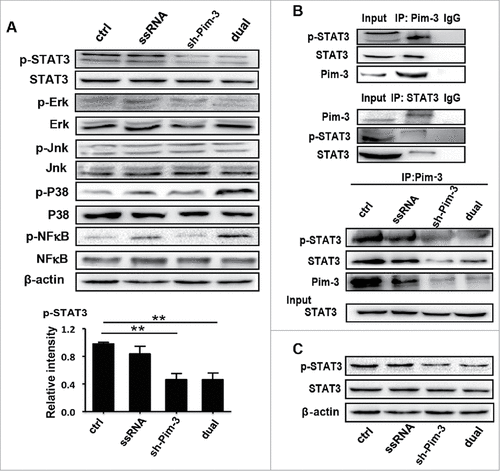Figure 5. Pim-3 silencing inhibits STAT3 phosphorylation in B16F10 cells. (A) Western blot detection of p-STAT3, STAT-3, p-NF-κB, NF-κB, p-P38, P38, p-JNK, JNK, p-ERK, ERK, and β-actin protein expression in B16F10 cells transfected with pSIREN (ctrl), ssRNA, sh-Pim-3, or dual-function vector for 24 h. Right: The relative intensity of p-STAT3 was analyzed. (B) Co-IP detection of the binding of endogenous Pim-3 and STAT-3 or p-STAT3 in B16F10 cells. Co-IP detection of binding of Pim-3 and STAT-3 or p-STAT3 in B16F10 cells transfected with pSIREN (ctrl), ssRNA, sh-Pim-3, or dual-function vector for 24 h. (C) The protein expression of p-STAT-3 and STAT-3 was detected by Western blotting in metastatic nodules on the lung surface. Data are representative of three independent experiments. ##P < 0.01 versus ctrl group. IgG, Immunoglobulin G.
