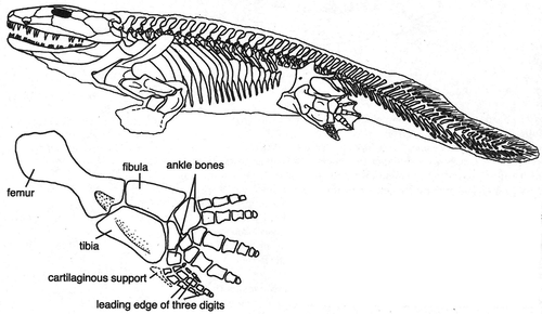 Figure 7. Ichtyostega. Note 7 toes on “foot” (from Clack Citation2002, with permission).