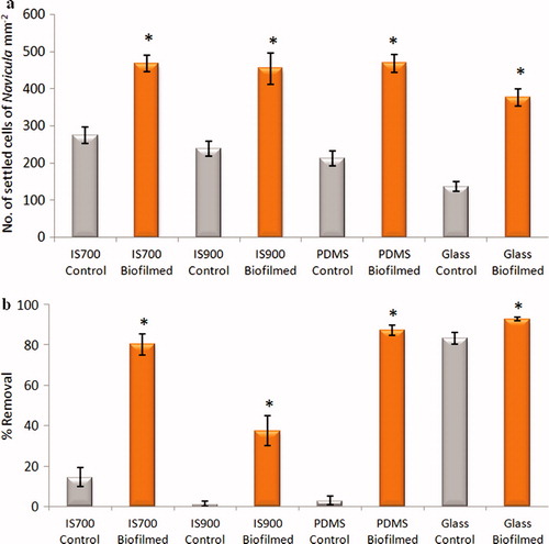 Figure 10. Effect of bacterial biofilms formed from NSW on settlement and adhesion strength of cells of N. incerta on a range of test surfaces. (a) Mean density of settled cells on control (non-biofilmed) and biofilmed surfaces obtained from the count of three replicate slides (n = 90). Error bars represent ± 2×SE. (b) Mean percentage removal of cells on control and biofilmed surfaces calculated from the counts of three replicates exposed to 40 Pa shear stress compared with three unexposed replicate slides. Error bars represent ± 2×SE were calculated from arcsine-transformed data. For the two figures, asterisks show the values that are significantly different to control surfaces (ANOVA, p < 0.05).