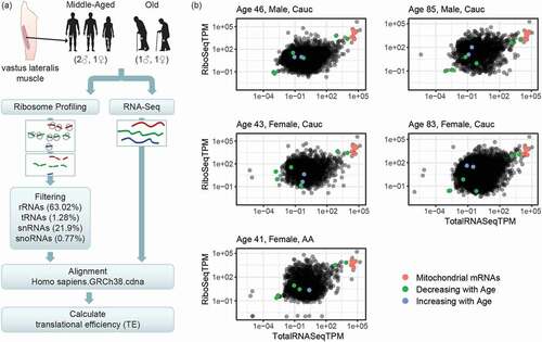 Figure 1. Workflow of ribosome profiling experiment and ribosome occupancy analysis. (A) Bergström needle biopsies from vastus lateralis muscles were obtained from healthy adults. Samples were collected from three middle-aged and two old individuals, as shown. Ribosome profiling and Total RNA libraries (RiboSeq and RNASeq, respectively) were prepared. The bioinformatic workflow for the ribosome profiling data filtered out contaminating non-coding RNA sequences, in particular rRNAs, tRNAs, snRNAs, and snoRNAs, and then aligned the RiboSeq reads to the known transcriptome. In parallel, Total RNASeq data was aligned to the transcriptome. Finally, translational efficiency (TE) was calculated for each known transcript by finding the ratio RiboSeq/RNASeq. TE was then compared between muscle from younger and older participants. (B) Overall distributions of ribosome profiling and Total RNA sequencing data. The scatterplots show, for each known transcript, the normalized level of reads from the ribosome profiling libraries in transcripts per million (TPM) in the y-axes (RiboSeqTPM) and the RNA sequencing in the x-axes (RNASeqTPM). The y-axis represents the level of ribosome occupancy and hence translation level, while the x-axis is a representation of the steady-state levels of mRNAs in the cell (the balance between mRNA transcription and mRNA degradation). Highlighted are the transcripts whose translation was significantly different between younger and older individuals: red dots represent mitochondrial transcripts, which cluster together and were decreased with age, green dots represent mRNAs showing decreasing translation in older muscle, and blue represent mRNAs showing increased translation in older muscle. Descriptions of significantly changed transcripts are found in Table 1