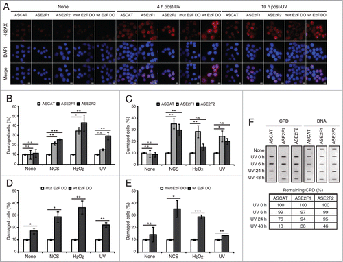 Figure 5. Blockade of E2F1 and E2F2 induction increases γH2AX intensity and reduces DNA repair capability in response to DNA damage. (A–E) Neuro-2A cells transfected with 1 μM of the indicated ODN, exposed to NCS, H2O2 or UV (A) for 4 h (B and D) or 10 h (C and E), fixed and immunostained using anti-γH2AX antibody. Nuclei were visualized with DAPI staining. Scale bar, 10 μm. In (B–E), data represent the mean±S.E.M. of at least 3 independent experiments, in which 300 to 1000 cells were analyzed for each condition. The percentage of damaged cells was obtained by measurement of γH2AX intensity levels. Quantifications were carried out so that data is expressed relative to the control ODNs ASCAT or mut E2F DO, which represent the 10% of the maximum γH2AX intensity detected. P-values were obtained by one-way ANOVA followed by Dunnett's posttest in (B and C) and Student's t-test in (D and E): *P < 0.05, **P < 0.01, ***P < 0.001, n.s. not significant. (F) SH-SY5Y cells transfected with 1 μM of the indicated ODN, UV-irradiated and harvested immediately (0 h) or at 6, 24 or 48 h post-irradiation. Genomic DNA was slot-blotted and analyzed by immunoblot for CPD photoproducts. Methylene Blue staining for total DNA was used as a loading control. The table indicates the average of 2 independent experiments of the percentage of remaining CPD photoproducts, obtained by CPD quantitation and normalization to total DNA. DO, decoy oligodeoxynucleotide.