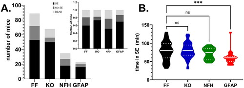 Figure 1. Outcomes of KA injection in P21 mice. (A) Number of Panx1f/f (FF), global Panx1 knockout (KO), NFH-cre:Panx1f/f (NFH), and GFAP-cre:Panx1f/f (GFAP) mice that developed status epilepticus (SE; black bars), that did not developed status (NO SE, dark gray bars), and that died (DEAD, light gray bars) after i.p. injection of KA. Inset in (A) shows the normalization (fraction of mice) of the outcomes per genotype. (B) Violin plot showing the median and quartile values of the time that Panx1f/f (FF; n = 53), global Panx1 knockout (KO; n = 50), NFH-Cre:Panx1f/f (NFH; n = 18), and GFAP-Cre:Panx1f/f (GFAP; n = 22) mice spent in SE. ***p = 0.001, ns = not significant (Kruskal-Wallis followed by Dunn’s multiple comparison test).