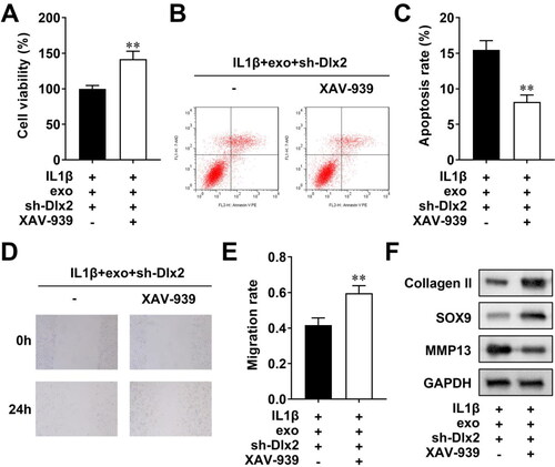 Figure 6. DLX2 Mediate the biological behaviors via the wnt pathway. (A) CCK-8 evaluated cell viability; (B) flow cytometry assessed cell apoptosis, which was quantified in (C); scratch test evaluated migration, which was quantified in (E); (F) Western Blot measured the protein levels of collagen II, SOX9, and MMP13. **p < 0.01.