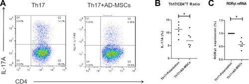 Figure 1 Ad-MSCs inhibited the differentiation of CD4+T cells into Th17 cells. Percentage of Th17 (IL-17A+CD4+) cells analyzed by flow cytometry (A, B). After 4-day- co-culture with Ad-MSCs, the level of RORγt mRNA was analyzed using real-time PCR (C). *p<0.05.