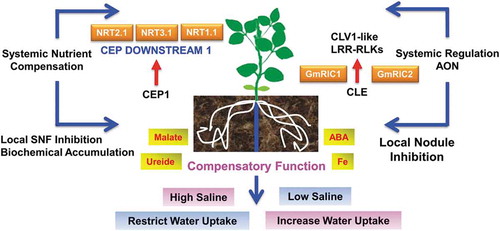 Figure 2. Schematic diagram of mechanisms to understand the local and systemic regulation of plant under half-root stress.