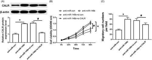 Figure 6. Effects of intervention of miR-148b and CALR on proliferation and migration of Schwann cells. (A) Effect of intervention of miR-148b and CALR on the expression of Schwann cell CALR protein; (B) Effect of intervention of miR-148b and CALR on Schwann cell activity; (C) Effect of intervention of miR-148b and CALR on Schwann cell migration; Compared with the anti-miR-con group, *P < .05; compared with the anti-miR-con + si-con group, #P < .05.