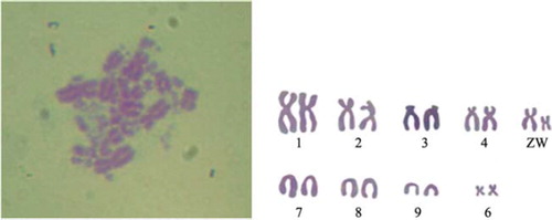 Figure 6. Chromosomes at metaphase (left) and karyotype (right) of chicken skeletal muscle satellite cells (1000 ×). The chromosome number of chicken was 2n = 78, comprising 9 pairs of macrochromosomes and 30 pairs of microchromosomes, whilst the sex chromosome type was ZW.
