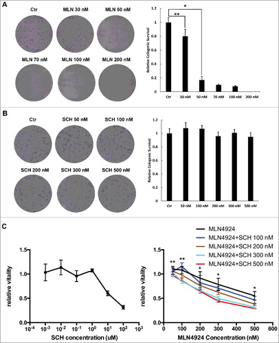Figure 1. SCH 900776 enhances the cytotoxicity of MLN4924 on pancreatic cancer cells. A and B, MLN 4924 and SCH 900776 on the clonogenicity of pancreatic cancer cells. 300 cells were seeded in triplicate in 6-well plates and treated with various concentrations of MLN4924 (A) and SCH 900776 (B) respectively for 10 days, and colonies with more than 50 cells were counted. Left, representative images of the results; right, relative colony numbers compared with the control (mean ± SD). C, MLN 4924 and SCH 900776 on the proliferation of pancreatic cancer cell. Cells were seeded into 96-well plates at 1000 cells per well and were then treated with SCH 900776 (left), MLN4924 and SCH 900776 (right) at various concentrations for 72 hours. Cell viability was assessed with MTS assay. *, P<0.05; **, P>0.05; MLN, MLN4924; SCH, SCH 900776.