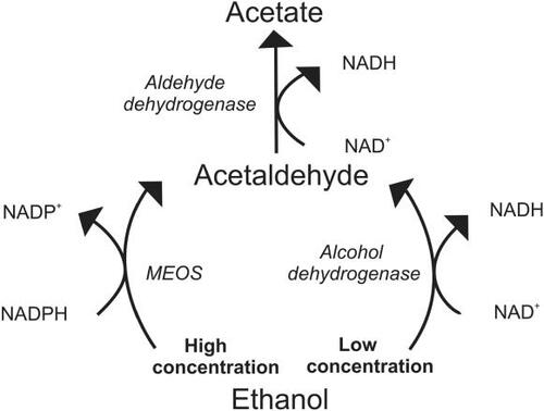 Figure 3 Metabolism of high versus low concentrations of ethanol. In high concentrations, ethanol is metabolized by the microsomal ethanol oxidizing system (MEOS) system. In this reaction, reduced nicotinamide adenine dinucleotide phosphate (NADPH) is converted to oxidized nicotinamide adenine dinucleotide phosphate (NADP+) creating an oxidative environment. In low concentrations, ethanol is metabolized by the enzymes alcohol and aldehyde dehydrogenase producing reduced nicotinamide adenine dinucleotide (NADH) from oxidized nicotinamide adenine dinucleotide (NAD+) by both reactions, increasing antioxidant capacity. At the low levels produced, acetate, which is a normal metabolite of glucose and fatty acid metabolism, is further metabolized in the citric acid cycle.