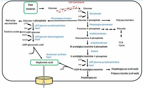 Figure 3. Representation of metabolic fluxes map of HA biosynthesis in S.zooepidemicus groups A and C(Modified and adapted from Prasad et al., 2012).