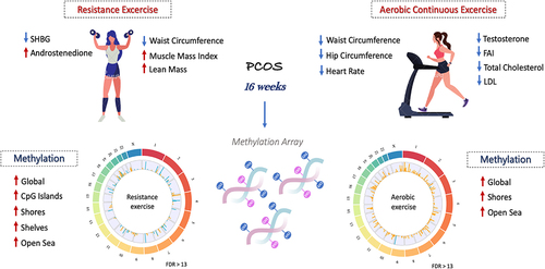 Figure 4. Resistance and aerobic training have different effects on the metabolic, hormonal and body composition of women with PCOS after 16 weeks of intervention [Citation10,Citation11]. The resistance exercise reduces waist circumference, testosterone levels and HDL, while the aerobic exercises reduced waist circumference and testosterone levels. These changes are reflected in epigenetic reprogramming through different exercises, in which the resistance exercises increased average DNA methylation in all CpG island contexts, including global, islands, shores, shelves and open sea and the aerobic exercise increased average DNA methylation across all probes (global), as well as at shores and open sea. This figure was made in part using BioRender (https://biorender.com).
