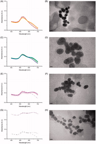 Figure 3. Absorbance spectra of Au nanoparticles when incubated with Daphnia (DTW) at (A) 0 h, i.e. a sample taken right after the particles were added to the test tubes, (C) 1 h, (E) 4 h and (G) 24 h (four samples each), with TEM images at time points (B) 0 h, (D) 1 h, (F) 4 h and (H) 24 h.