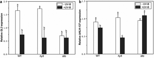 Figure 4. UV-B affects the expression of DELLA-responsive genes via HY5. Arabidopsis seedlings were grown in white light for 7 d and exposed to ±UV-B for 4 h