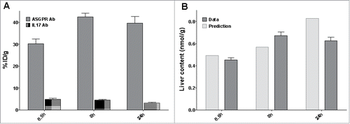 Figure 5. Distribution study (A) Percentage of injected dose in liver after an IV bolus dose of 10 mg/kg of the ASGPR Ab (grey) or the non-targeting Ab (dotted area) (B) Predicted (grey) versus observed (light grey) liver content of the ASGPR Ab.