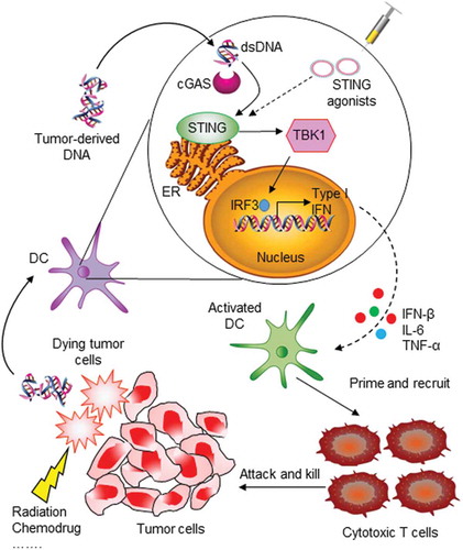 Figure 1. STING pathway in innate immune sensing of tumor and induction of antitumor immunity. When tumor cells are killed by external influences, double-stranded DNA (dsDNA) fragments are released and then taken up by dendritic cells (DCs). Cytosolic DNA is recognized and processed by cyclic GMP-AMP synthase (cGAS) and then transduced to activate STING in the endoplasmic reticulum (ER). STING activation leads to phosphorylation of TBK1, which in turn phosphorylates transcription factor IRF3 in the cell nucleus. This results in production of type I IFN and other chemokines, which activate antigen-presenting cells and promote T-cell priming. Finally, tumor-specific T cells are recruited to tumor sites and kill tumor cells. The STING pathway can also be activated by therapeutic administration of STING agonists.