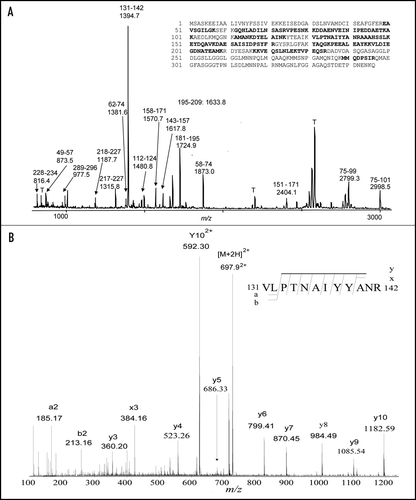 Figure 3 Mass spectra from one of the identified proteins. (A) A representative MALDI-TOF mass spectrum shows matched peptides from the identified protein, Sgt2. The sequence of the Sgt2 protein is shown on the right top corner, identified peptides are underlined. Matched peptides and the monoisotopic m/z values of fragments are indicated above each peak. (B) A representative ESI MS/MS spectrum confirms the identification of proteins by tandem MS/MS of [M+2H]2+ m/z 697.9 matching peptide m/z 1394.Citation7 of the panel a. Matched peptide sequence of Sgt2 protein is shown on the top and resulting b and y ions are indicated.