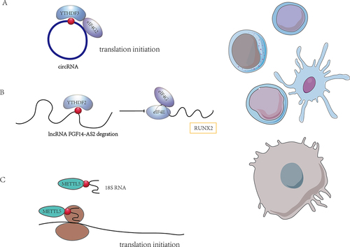 Figure 3. The role of m6A modification on ncRnas. (A) m6A modification mediates the translation of circRnas. (B) m6A modification regulates lncRNA and then lncRNA affects mRNA translation. (C) m6A modification is involved in mRNA translation by affecting rRnas. m6A modifications may affect the translational regulation in immune cells directly or indirectly by impacting ncRnas.