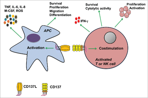 Figure 1. Schematic representation of bidirectional signal transduction for the CD137 receptor/ligand system and its effects on antigen presenting cells (APC), T cells and natural killer (NK) cells.
