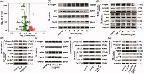 Figure 5. Effects of engeletin on ER stress protein in vitro and in vivo. (A) Volcanic maps of differentially expressed mRNAs based on p-values and fold changes. ATF4, GRP94, GADD34, EDEM, BIP, HSP40, CHOP, and PERK are components of ER stress genes. Red dots indicate upregulated mRNAs, and blue dots indicate downregulated mRNAs. (B) 5 ng/mL of TGF-β1 stimulated the expression of ER stress-related proteins ATF4, BIP, and CHOP at different time points. (C) Expression of ER stress-related proteins ATF4 and CHOP and pulmonary fibrosis-related proteins α-SMA, vimentin, and collagen III were assessed after engeletin (10, 20, and 40 μg/mL) treatment. The data showed significantly higher protein levels in the TGF-β1-stimulated group than in the normal group. Moreover, engeletin reduced the expressions of these proteins relative to those in the TGF-β1-stimulated group. (D) The expressions of ER stress-related proteins and pulmonary fibrosis-related proteins were inhibited by engeletin in the BLM-treated mouse lung tissue. (E) 4 – PBA (2 mM) treated activated L929 cells for 72 h. 4 – PBA reversed the effect of fibrosis?and the fibrosis markers α-SMA, vimentin, and collagen I were decreased. The ER stress markers had same trend. (F) Different concentrations of tunicamycin (0.5, 1, 2, and 4 μg/mL) acted on the normal L929 cells for 72 h to cause ER stress. The stress proteins ATF4, BIP, and CHOP increased. (G) Tunicamycin increased the expression of stress proteins ATF4, BIP, CHOP, and PERK, as well as those of fibrotic markers α-SMA, vimentin, and collagen III. Engeletin reversed this effect.