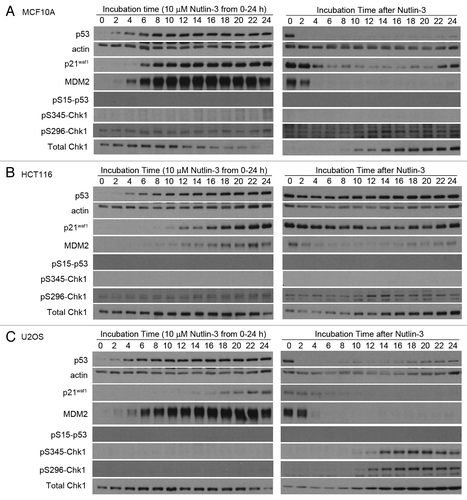 Figure 2A–C. Protein kinetics during and following treatment with Nutlin-3. (A) MCF10A, (B) HCT116 and (C) U2OS were incubated with 10 µM Nutlin from 0–24 h. The drug was removed and cells were incubated for an additional 24 h in fresh medium. Cells were harvested at the indicated times and assayed for proteins using western blotting.