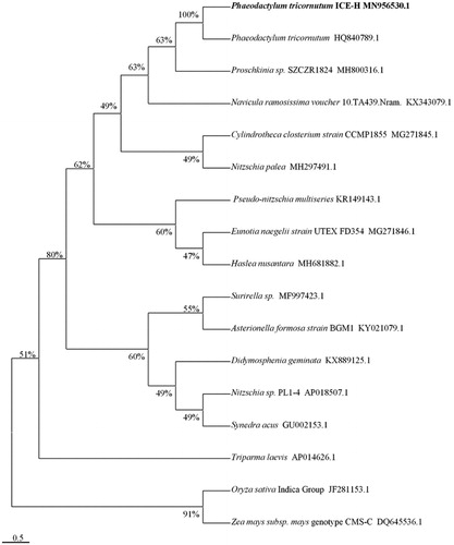 Figure 1. Maximum likelihood phylogenetic tree based on 17 complete mtDNAs.