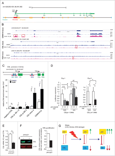 Figure 4. p53 controls CSL expression via multiple mechanisms. (A) Map of the entire CSL locus showing the transcribed region (green bar), transcription start sites (TSS1 and 2) and exons (E1-E11) and, below, localization of insulators (blue), promoters (red) and enhancers (yellow) as predicted for human primary fibroblasts on the basis of the ENCODE data base (as detailed in Materials and Methods). (B) Graphic illustrations of ChIP-seq analysis of p53-binding peaks in the CDKN1A, CSL, and PTK2 loci in HDFs treated with Nutlin-3a (10 μM for 48 h) or DMSO control (magenta and blue colors, respectively). P53 binding peaks induced by Nutlin-3a treatment are highlighted (red boxes). A full list of p53-binding peaks is provided in Supplementary Table 2. (C) Top: Map of the 1.94 kb CSL promoter region with predicted p53 recognition sequences (blue boxes) and corresponding primers used for the ChIP experiments (magenta arrows) and adjacent exons (green boxes). Bottom: ChIP assay of p53 binding to the CSL promoter and the CSL exon 4 region in HDFs treated for 48 h with Nutlin-3a (10 μM) or DMSO control. Binding enrichment to a upstream CSL region devoid of p53 recognition sequences was used as negative control (negative CTRL), while binding to a p53 binding site in the CDKN1A promoter (chr6: 36,644,111–36,644,216) was used as positive control. (D) HDFs were co-transfected in triplicate wells with a luciferase reporter construct with the CSL promoter (CSLpr-1.94kb) region shown in the map in (C), with either the G/G or the A/A alleles for the rs7657866 SNP, together with increasing amounts of a plasmid over-expressing p53. Luciferase activity was measured 30 h later, using Renilla internal control for normalization. Shown are results of 2 independent experiments (Exp. 1 and 2). (E) HDFs (Fb79) stably infected with lentiviruses for doxycycline-inducible p21 expression were treated or not with doxycycline for 48 h and CSL mRNA levels measured by RT-qPCR using 36β4 for normalization. N=3 independent experiments. (F) Same samples as in (E) were used for immunoblotting with CSL and p53 antibodies using γ-tubulin as equal loading control. CSL and γ-tubulin blots were performed by sequential blotting of the same membrane without stripping (left panel). Relative protein levels were quantified using the ImageStudio program, with γ-tubulin for normalization (right panel). Representative of 2 independent experiments. (G) Summary diagram of the reciprocal negative regulation of CSL and p53 expression and activity, respectively. As discussed in the text, in response to acute genotoxic/oxidative stress, such as UVA or ROS, p53 is activated and represses CSL, which is in turn not longer able to lessen p53 activity. Thus, CSL down-modulation allows for full p53 activation. * p < 0.0001, *** p=0.0006, # p = 0.0089, ## p = 0.0228.