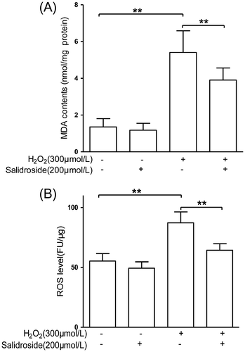 Fig. 3. Effects of salidroside on oxidative stress markers, MDA, and ROS in primary-cultured RECs.Notes: (A) MDA contents in retinal endothelial cells (n = 5/group). (B) Intracellular ROS was measured using H2DCFDA and normalized to the protein contents in cell lysate (n = 6/group). **p < 0.01.