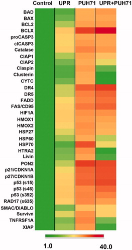 Figure 6. STAR cell outputs of proteins involved in apoptosis after stress and/or HSP90 inhibitor treatment. STAR cells were kept in standard culture conditions (“Control”), were subjected to the UPR (“UPR”), were left unstressed but treated with 5 nM PU-H71 for 24 h (“PU-H71”, or had the UPR induced, and after 24 h recovery, were treated with 5 nM PU-H71 for 24 h (“UPR + PU-H71”). Cells were lysed, and then applied to an antibody array measuring quantities of proteins listed. Spots were quantified and normalized to control values as in Figure 4. Shown is a heat map representation of those data with the scoring scale at the bottom.