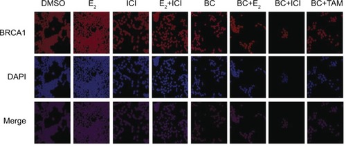 Figure 12 The effects of BC on the cellular localization of BRCA1.