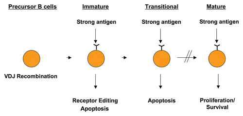 Figure 1 Antigen encounter triggers receptor editing or apoptosis in developing cells, but leads to activation and proliferation in mature B cells. Precursor B cells undergo VDJ recombination in order to generate a B cell repertoire that is immensely diverse, where each B cell carries a recombined receptor with unique specificity. Because many of these receptors recognize self, antigen encounter during the immature or transitional stages of B cell maturation leads to receptor editing or apoptosis in order to eliminate these autoreactive cells. Once B cells mature, antigen encounter generally triggers proliferative responses leading to an immune response.