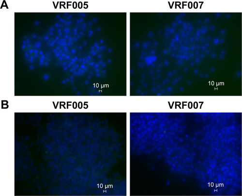 Figure S6 (A) Peptide, VRF005 and VRF007, uptake in MIOM (Muller glial cells) cell line, merged image. (B) Peptide, VRF005 and VRF007, uptake in MCF-7 cell line, merged image.