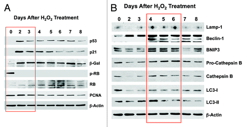 Figure 2. Acute treatment with hydrogen peroxide (H2O2) induces markers of senescence and autophagy. hTERT-BJ1 fibroblasts were treated for 1 h with H2O2 (300 μM) and then cultured for 0–8 d. Then, at each time point, the cells were harvested and subjected to immunoblot analysis. Blotting with β-actin is shown as a control for equal protein loading. (A) Markers of the cell cycle and senescence. Note that several markers of cell cycle arrest and senescence were increased at days 2 and 3 post-treatment [p53, p21(WAF1/CIP1) and β-galactosidase], while markers of cell cycle progression are decreased (phospho-RB and PCNA). (B) Markers of autophagy and mitophagy. Note that several markers of autophagy, mitophagy and lysosomes (Lamp-1, Beclin-1, BNIP3, cathepsin B and LC3) were increased, mainly at days 4–6 post-treatment.