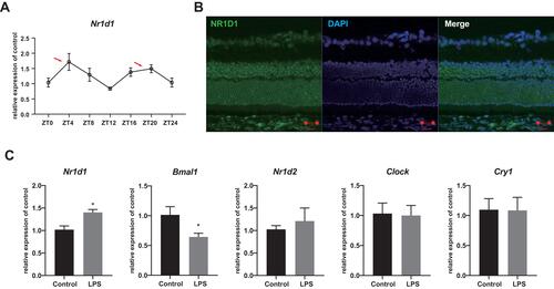 Figure 1 Increased Nr1d1 expression in LPS-induced retinal inflammation. (A) The expression level of Nr1d1 in the mouse retina. The red arrows indicate relative peaks around ZT4 and ZT16. (B) Immunofluorescent images of the mouse retina stained with NR1D1 (green), DAPI (blue) and Merge. Scale bar: 20μM. (C) The relative expression level of Nr1d1, Bmal1, Nr1d2, Clock and Cry1 in the retinas. Compare with controls, the expression of Nr1d1 was increased and the expression of Bmal1 was decreased in the LPS-induced retinal inflammation group. *p < 0.05.