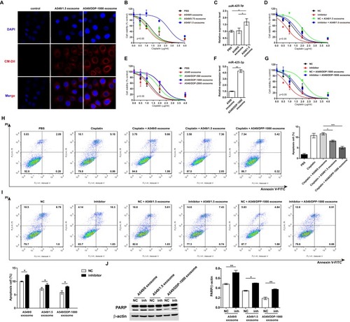 Figure 3 Exosomal miR-425-3p decreases the sensitivity of A549 cells to cisplatin. (A) Representative confocal microscopy image showing the internalization of CM-Dil-labeled exosomes (red) by A549 cells. A549 cells were incubated with exosomes isolated from A549 cells exposed to the indicated concentration of cisplatin or from cisplatin-resistant variant cells for 6 h. Then the resulting cells were treated with various concentrations of cisplatin for 72 h. (B, E) Cell viability was determined by MTT assay in triplicate. An extra sum-of-squares F-test was performed to test whether dose-response curves statistically differ from PBS control. P < 0.05, (B) A549/1.5 exosome vs PBS; (E) A549/DDP-1000 or −2000 exosome vs PBS. (C, F) Intracellular miR-425-3p expression were evaluated by qRT-PCR. (D, G) Enhanced sensitivity to cisplatin in the treated cells after transfection of the miR-425-3p inhibitor. An extra sum-of-squares F-test was performed to test whether dose-response curves statistically differ from NC control. P < 0.05, (D) NC + A549/1.5 exosome vs NC; (G) NC + A549/DDP-1000 exosome vs NC. (H) Analysis of cell apoptosis by annexin V/PI double staining. Left, exosome-treated A549 cells were exposed to 2 μg/mL of cisplatin for 24 h. FACS analyses were performed. Right, statistical graph analysis. (I) Enhanced apoptosis in the treated cells after transfection of the miR-425-3p inhibitor. Upper, representative data of FACS. Lower, statistical graph analysis. (J) Enhanced cleavage of PARP in the treated cells after transfection of the miR-425-3p inhibitor was assessed using Western blotting. β-actin was used as a loading control. The densitometry of the immunoblots was performed with image J software and is presented in the histograms. The data are shown as the mean ± SD of three independent experiments. *P < 0.05; **P < 0.01; ***P < 0.001.