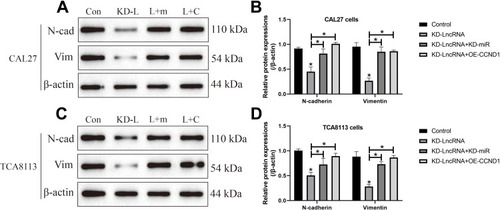 Figure 7 LncRNA SNHG16 regulated EMT in OSCC cells through targeting miR-17-5p/CCND1 axis. The expression levels of N-cadherin and Vimentin in (A, B) CAL27 and (C, D) TCA8113 cells were determined by using the Western Blot analysis. (Note: “Con” indicated “Control”, “KD-L” indicated “Knock-down of LncRNA SNHG16”, “L+M” indicated “Knock-down of LncRNA SNHG16 plus miR-17-5p silencing”, and “L+C” represented “LncRNA SNHG16 ablation plus CCND1 overexpression”). Each experiment repeated at least 3 times, and *P < 0.05.