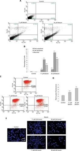 Figure 4 (A) Betulin (3) induced apoptosis in NSCLC cell line in a dose-dependent manner. Flow cytometric analysis of the apoptosis induced by the indicated concentrations of the compound. An increased number of cells were observed in treated groups compared to control. (B) Graphical representation of the cells in different phases of apoptosis after 48 hours of treatment. **P<0.01 compared to the untreated control. ***P<0.001. (C) Effects of betulin (3) on the mitochondrial membrane potential (Δψm) of the cells after 48 hours. Following the treatment with different concentrations, an increase in positive green fluorescent cells was observed, indicating loss of Δψm compared to the control. (D) Histogram shows the percentages of the cells with disrupted Δψm in treated groups. ***P<0.001 vs the untreated control. (E) Effects of betulin (3) on the nuclear morphology of NCI-H460 cells. Increase in DNA condensation and change in the shape of the nucleus of the treated groups have been observed in a dose and time-dependent manner compared to the control.Abbreviation: NSCLC, nonsmall cell lung cancer.