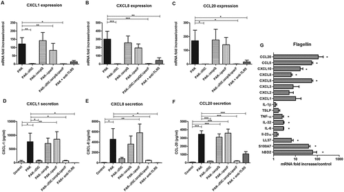 Figure 2. Chemokine mRNA expression and secretion in response to keratinocyte infection by each kind of bacterial strain and inflammatory response to flagellin stimulation. CXCL1, CXCL8, CCL20 mRNA expression (A to C) and secretion (D to F) by keratinocytes infected for 6 h with wild-type PAK strain, PAK ∆fliC (Fla−), PAK ∆xcpQ (T2SS − ), PAK ∆pscF (T3SS − ), PAK ∆fliC∆xcpQ∆pscF (Fla− /T2SS − /T3SS − ) strains or wild-type PAK strain in presence of the anti-TLR5 monoclonal antibody. mRNA expression levels are expressed as the fold increase above unstimulated cultures. Protein concentrations (pg/mL) were measured in culture supernatants by ELISA assays. G: Cytokine, chemokine and AMP mRNA induction after 6 h of keratinocyte stimulation with purified flagellin from P. aeruginosa (1 µg/mL). Data are represented as mean + SEM of five independent experiments. *p < 0.05, **p < 0.01 and *** p < 0.001.