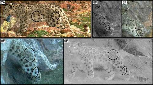 Figure 4. Pelage pattern variations on the dorsal surface of the left flank and hindlimb of snow leopards on the north bank of the Yage Valley. The three indeterminate individuals are numbered following capture details in Table 2. The Arabic numbers are references to possible individual snow leopards, and the capital letters are references to camera trapping sites (see Figure 1)