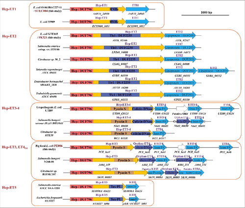 Figure 3. The extended Hcps harbored diverse ET-toxins in multiple bacterial species from Enterobacteriaceae. The genomic organization of the Hcp-ET modules was shown. Red boxes indicate the DUF796 domains. The dark-blue and brown boxes indicate the toxic domains, and the sky-blue boxes indicate the putative immunity genes. All of the predicted Hcp-ET effector-immunity pairs are listed in Table S1, and some representative Hcp-ET pairs from 5 clans are presented here.