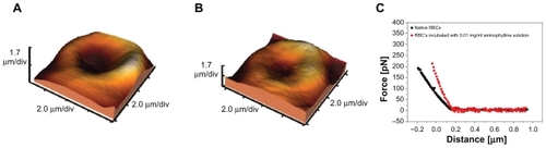 Figure 5 Atomic force microscopic images of the native red blood cells and the cells incubated for six hours with aminophylline 0.01 mg/mL (A and B). C) Comparison of force versus indentation curves obtained for the native red blood cells and those incubated for six hours with aminophylline 0.01 mg/mL. The curves represent the result of averaging of more than 100 curves. Point sizes represent the uncertainty arising from the averaging process.