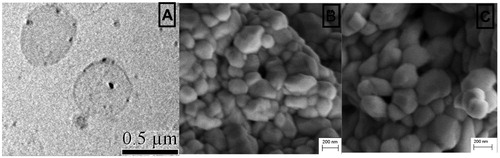Figure 1. Electron microscope images. (A) TEM photograph of spherical capsaicin-loaded ethosomes vesicles. (B) SEM photograph of fresh prepared ethosomal capsaicin vesicles, homogeneous in size and shape with dense population. (C) SEM photograph of 1 year room temperature stored ethosomal capsaicin vesicles.