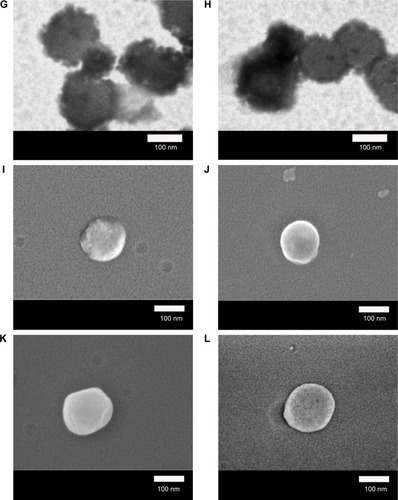 Figure 3 Micrographs of WGA-CL-NGF-CUR-liposomes.Notes: (A–H) Transmission electron microscopic images. (I–L) Scanning electron microscopic images. (A, I) rCL =0%; (B, J) rCL =5%; (C, K) rCL =10%; (D, L) rCL =20%; (E) CWGA =2.5 mg/mL and rCL =10%; (F) CWGA =2.5 mg/mL and rCL =20%; (G) CWGA =5 mg/mL and rCL =10%; (H) CWGA =5 mg/mL and rCL =20%.Abbreviations: rCL, CL mole percentage in lipids (%); CWGA, WGA concentration in grafting medium (mg/mL); CL, cardiolipin; CUR, curcumin; NGF, nerve growth factor; WGA, wheat germ agglutinin.